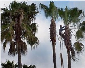 #1 Palm Tree Removal Melbourne