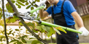 tree loppers