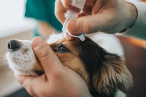 IVDD in Dogs Treatment