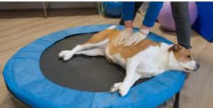 dog PT