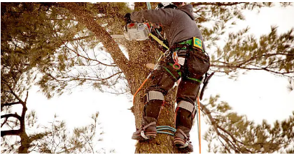 arborist Adelaide Hills