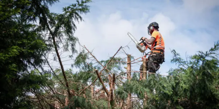 tree arborist Adelaide Hills
